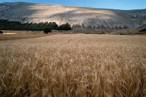 Prodotti della terra